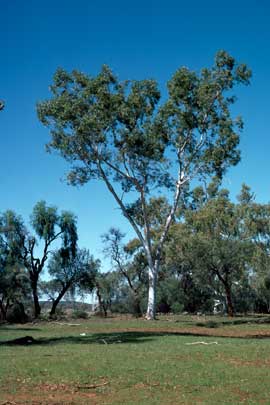 APII jpeg image of Eucalyptus camaldulensis var. obtusa  © contact APII