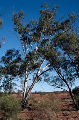 APII jpeg image of Eucalyptus camaldulensis var. obtusa  © contact APII