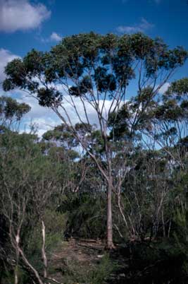 APII jpeg image of Eucalyptus clivicola  © contact APII