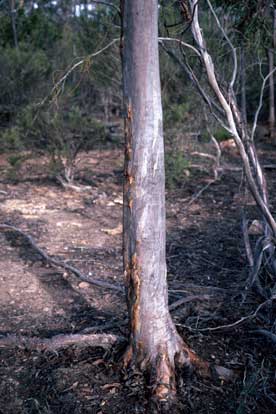 APII jpeg image of Eucalyptus clivicola  © contact APII