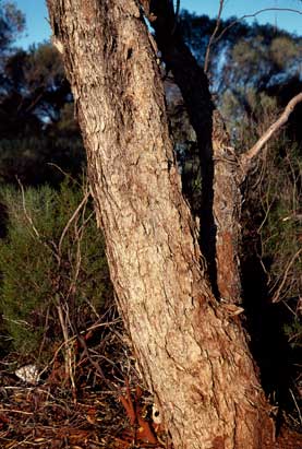 APII jpeg image of Eucalyptus concinna  © contact APII