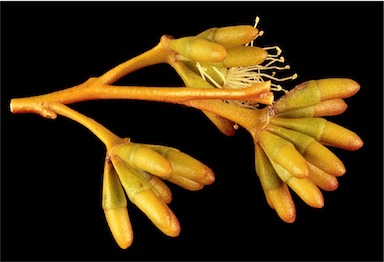 APII jpeg image of Eucalyptus crispata  © contact APII