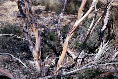 APII jpeg image of Eucalyptus cylindriflora  © contact APII