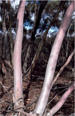 APII jpeg image of Eucalyptus dumosa  © contact APII