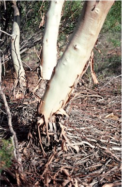 APII jpeg image of Eucalyptus eudesmioides subsp. eudesmioides  © contact APII