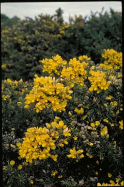 APII jpeg image of Ulex europaeus  © contact APII