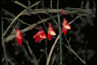 APII jpeg image of Bossiaea walkeri  © contact APII