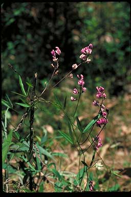 APII jpeg image of Glycine tabacina  © contact APII