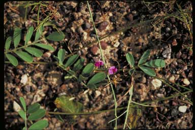 APII jpeg image of Tephrosia remotiflora  © contact APII