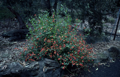 APII jpeg image of Chorizema cordatum  © contact APII