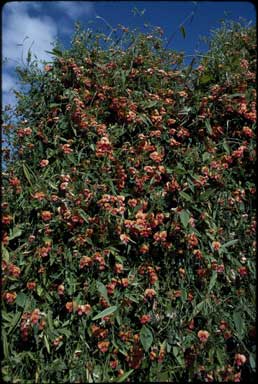 APII jpeg image of Chorizema diversifolium  © contact APII