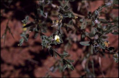 APII jpeg image of Crotalaria sp. B  © contact APII