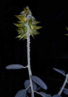 APII jpeg image of Crotalaria cunninghamii  © contact APII