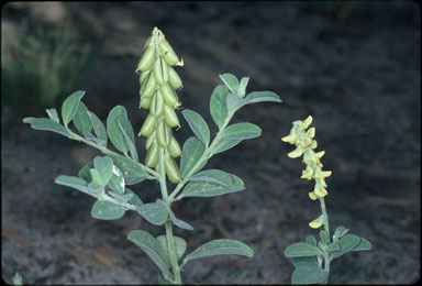 APII jpeg image of Crotalaria smithiana  © contact APII