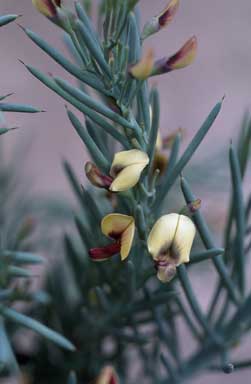 APII jpeg image of Daviesia grossa  © contact APII