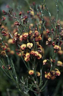 APII jpeg image of Daviesia rubiginosa  © contact APII