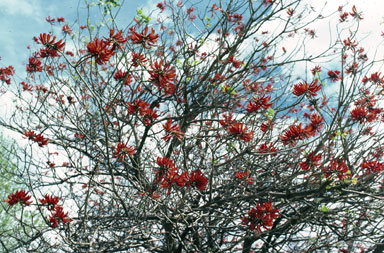 APII jpeg image of Erythrina sykesii  © contact APII