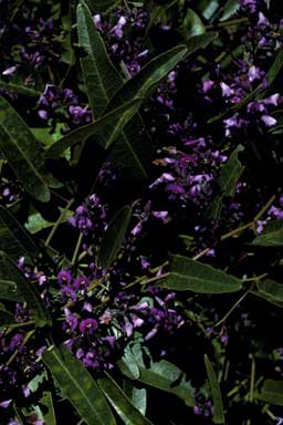 APII jpeg image of Hardenbergia violacea  © contact APII