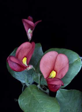 APII jpeg image of Kennedia macrophylla  © contact APII