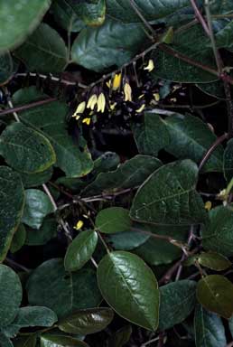 APII jpeg image of Kennedia nigricans  © contact APII