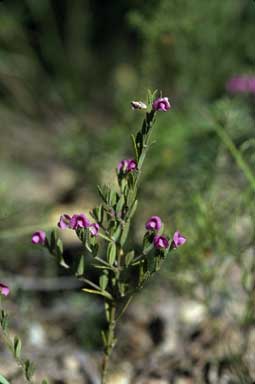 APII jpeg image of Mirbelia rubiifolia  © contact APII