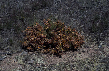 APII jpeg image of Pultenaea daphnoides  © contact APII