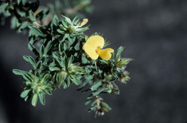 APII jpeg image of Pultenaea rostrata  © contact APII