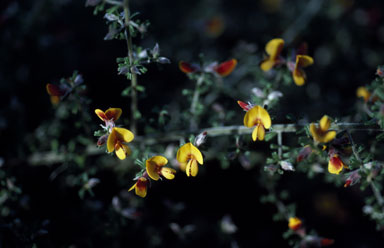 APII jpeg image of Pultenaea scabra  © contact APII