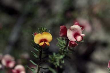 APII jpeg image of Pultenaea subspicata  © contact APII