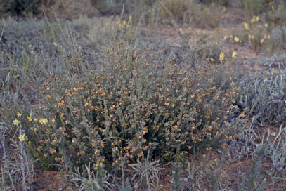 APII jpeg image of Aotus ericoides  © contact APII