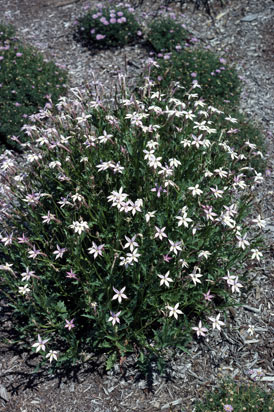 APII jpeg image of Isotoma anethifolia  © contact APII