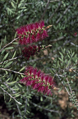 APII jpeg image of Callistemon pungens  © contact APII