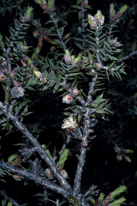 APII jpeg image of Melaleuca podiocarpa  © contact APII