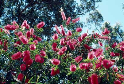 APII jpeg image of Callistemon 'Harkness'  © contact APII