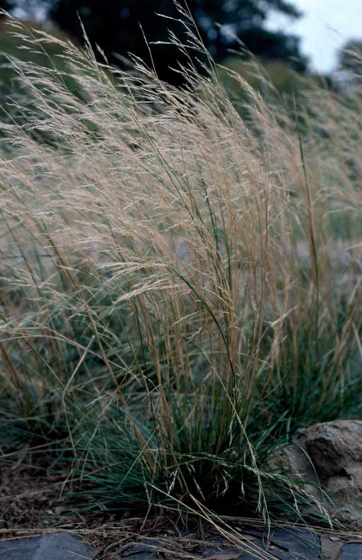 APII jpeg image of Austrostipa bigeniculata  © contact APII