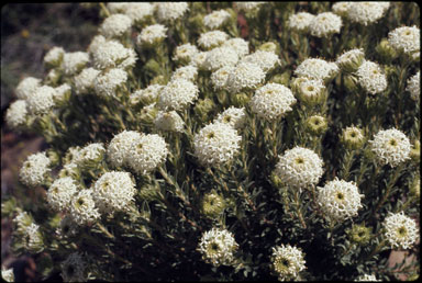 APII jpeg image of Pimelea imbricata var. petraea  © contact APII