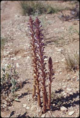 APII jpeg image of Orobanche cernua subsp. australiana  © contact APII