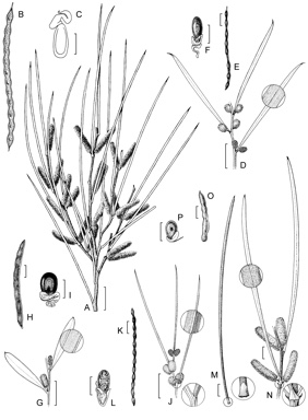 APII jpeg image of Acacia beauverdiana,<br/>Acacia stereophylla var. cylindrata,<br/>Acacia sibina,<br/>Acacia incanicarpa,<br/>Acacia aciphylla,<br/>Acacia stereophylla var. stereophylla  © contact APII