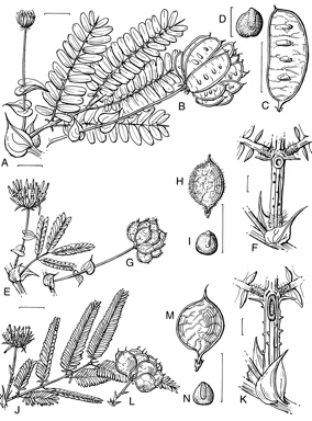 APII jpeg image of Neptunia dimorphantha,<br/>Neptunia amplexicaulis f. amplexicaulis,<br/>Neptunia monosperma  © contact APII