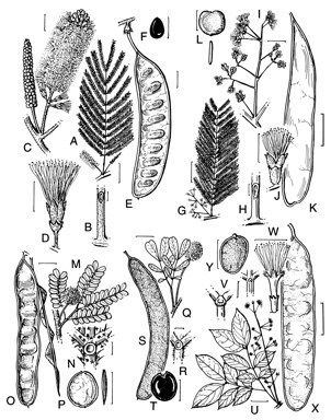 APII jpeg image of Paraserianthes toona,<br/>Paraserianthes lophantha subsp. lophantha,<br/>Archidendropsis xanthoxylon,<br/>Archidendropsis basaltica,<br/>Archidendropsis thozetiana  © contact APII