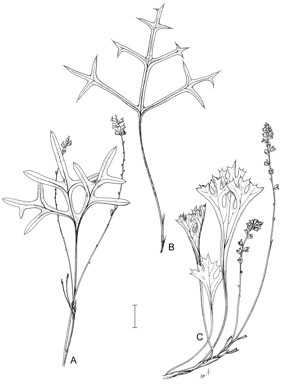 APII jpeg image of Synaphea recurva,<br/>Synaphea damopsis,<br/>Synaphea gracillima  © contact APII