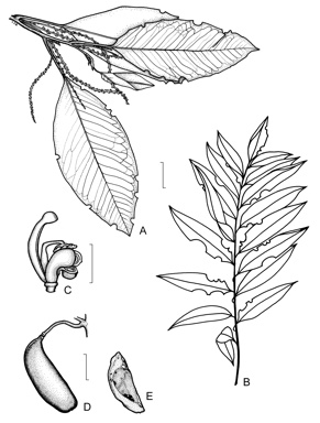 APII jpeg image of Opisthiolepis heterophylla  © contact APII