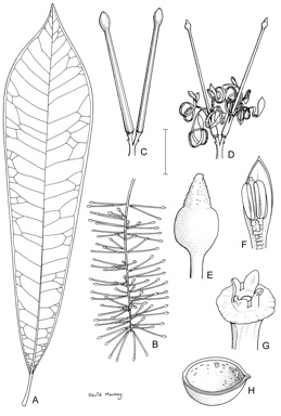 APII jpeg image of Catalepidia heyana  © contact APII