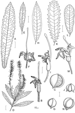 APII jpeg image of Macadamia integrifolia,<br/>Macadamia ternifolia,<br/>Macadamia tetraphylla,<br/>Macadamia jansenii  © contact APII