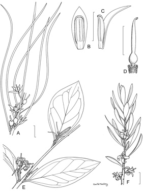 APII jpeg image of Persoonia laurina subsp. laurina,<br/>Acidonia microcarpa,<br/>Persoonia rufiflora  © contact APII