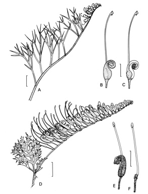 APII jpeg image of Grevillea bipinnatifida,<br/>Grevillea secunda  © contact APII