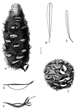 APII jpeg image of Banksia laevigata subsp. fuscolutea,<br/>Banksia epica,<br/>Banksia laevigata subsp. laevigata  © contact APII