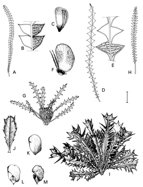 APII jpeg image of Dryandra praemorsa var. splendens,<br/>Dryandra formosa,<br/>Dryandra serratuloides subsp. perissa,<br/>Dryandra anatona,<br/>Dryandra nobilis subsp. fragrans,<br/>Dryandra serratuloides subsp. serratuloides,<br/>Dryandra nobilis subsp. nobilis  © contact APII