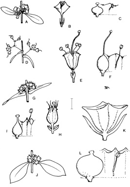 APII jpeg image of Ammannia baccifera,<br/>Ammannia multiflora,<br/>Ammannia auriculata,<br/>Ammannia pubiflora  © contact APII