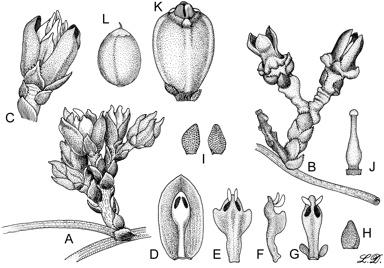 APII jpeg image of Cassytha flindersii  © contact APII